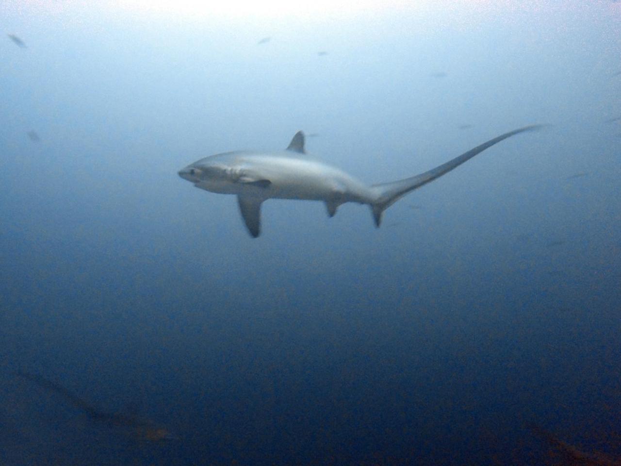 Hotel The Shark'S Tail Dive Center Daanbantayan Exterior foto